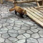 ヒメ日記 2026/09/13 22:09 投稿 杉浦ひな コウテイ