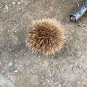 ヒメ日記 2025/09/29 09:42 投稿 斎藤はるな 五反田発 痴漢電車or全裸入室