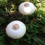 ヒメ日記 2025/06/26 14:01 投稿 まや 水戸人妻花壇