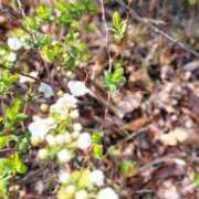 ヒメ日記 2025/03/24 09:57 投稿 やすは 熟女家 梅田店