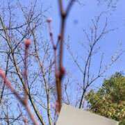 ヒメ日記 2025/03/27 09:47 投稿 やすは 熟女家 梅田店