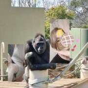 ヒメ日記 2025/07/03 11:48 投稿 やすは 熟女家 梅田店