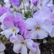 ヒメ日記 2026/03/26 17:47 投稿 しなもん とある風俗店♡やりすぎさーくる新宿大久保店♡で色んな無料オプションしてみました