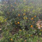 ヒメ日記 2025/11/10 12:45 投稿 りいな ぷるりんクエスト上野浅草鶯谷秋葉原デリヘル王国