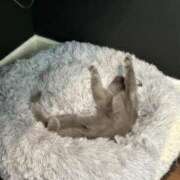 ヒメ日記 2025/12/29 17:45 投稿 りいな ぷるりんクエスト上野浅草鶯谷秋葉原デリヘル王国