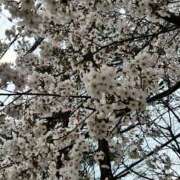 りいな お久しぶりです ぷるりんクエスト上野浅草鶯谷秋葉原デリヘル王国