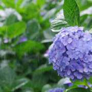 ヒメ日記 2025/06/25 16:19 投稿 けい ギン妻パラダイス 堺東店