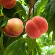 ヒメ日記 2025/06/25 17:55 投稿 けい ギン妻パラダイス 堺東店