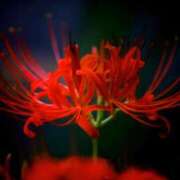 ヒメ日記 2025/08/29 11:44 投稿 けい ギン妻パラダイス 堺東店