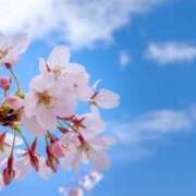 ヒメ日記 2026/03/31 13:12 投稿 けい ギン妻パラダイス 堺東店