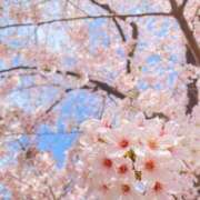 ヒメ日記 2026/03/31 15:57 投稿 けい ギン妻パラダイス 堺東店