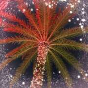 ヒメ日記 2025/02/21 10:48 投稿 ミヤビ Club 妻