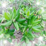 ヒメ日記 2025/02/27 14:52 投稿 ミヤビ Club 妻