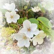 ヒメ日記 2025/03/27 10:18 投稿 ミヤビ Club 妻