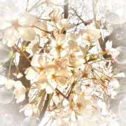 ヒメ日記 2025/03/30 14:18 投稿 ミヤビ Club 妻