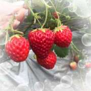 ヒメ日記 2025/04/01 14:34 投稿 ミヤビ Club 妻