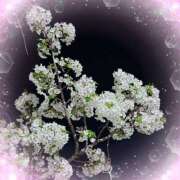 ヒメ日記 2025/04/08 11:07 投稿 ミヤビ Club 妻