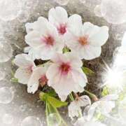 ヒメ日記 2025/04/12 14:57 投稿 ミヤビ Club 妻