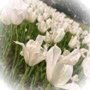 ヒメ日記 2025/04/26 15:03 投稿 ミヤビ Club 妻