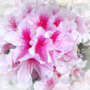 ヒメ日記 2025/04/30 14:57 投稿 ミヤビ Club 妻