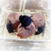 ヒメ日記 2025/05/15 15:13 投稿 ミヤビ Club 妻