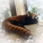 ヒメ日記 2025/05/31 15:07 投稿 ミヤビ Club 妻