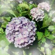 ヒメ日記 2025/06/14 15:02 投稿 ミヤビ Club 妻