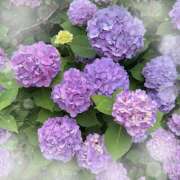 ヒメ日記 2025/06/18 15:01 投稿 ミヤビ Club 妻