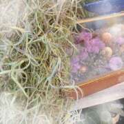 ヒメ日記 2025/07/11 15:03 投稿 ミヤビ Club 妻