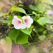 ヒメ日記 2026/04/02 11:20 投稿 ミヤビ Club 妻