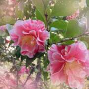 ヒメ日記 2026/04/05 21:25 投稿 ミヤビ Club 妻