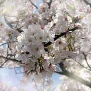 ヒメ日記 2026/04/07 22:36 投稿 ミヤビ Club 妻