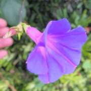 ヒメ日記 2025/09/08 12:54 投稿 新人さくらこ☆ セレブ パラダイス