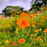 ヒメ日記 2025/10/04 08:06 投稿 新人さくらこ☆ セレブ パラダイス