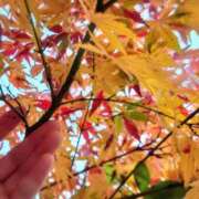 ヒメ日記 2025/11/03 16:48 投稿 新人さくらこ☆ セレブ パラダイス