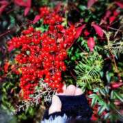 ヒメ日記 2025/11/30 09:51 投稿 新人さくらこ☆ セレブ パラダイス