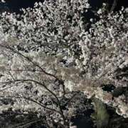 ヒメ日記 2025/04/12 01:18 投稿 みみ 奥様メモリアル