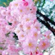 ヒメ日記 2025/04/12 20:03 投稿 みみ 奥様メモリアル