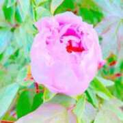 ヒメ日記 2025/05/05 17:18 投稿 みみ 奥様メモリアル