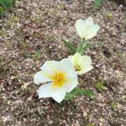 ヒメ日記 2025/05/08 22:33 投稿 みみ 奥様メモリアル