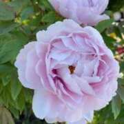 ヒメ日記 2025/09/04 23:15 投稿 みみ 奥様メモリアル