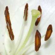 ヒメ日記 2026/03/12 14:31 投稿 くれは 奥様の実話 梅田店