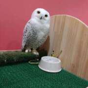 えみ ...(lll-ω-)ﾁｰﾝ 名古屋性感回春エステ エルミタージュ