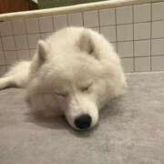 ヒメ日記 2025/08/24 10:45 投稿 桜木 桃（さくらぎ もも） NOA（ノア）