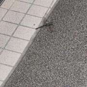 ヒメ日記 2025/08/28 21:39 投稿 桜木 桃（さくらぎ もも） NOA（ノア）