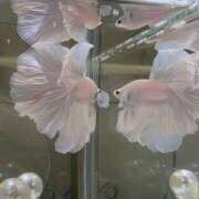 ヒメ日記 2026/02/12 11:06 投稿 桜木 桃（さくらぎ もも） NOA（ノア）