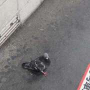 ひなた 仲良し🕊️🕊️ 奥様プリモ