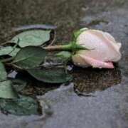 ヒメ日記 2024/12/14 12:23 投稿 及川 いずみ SUMIRE