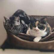 ヒメ日記 2025/04/11 09:47 投稿 及川 いずみ SUMIRE