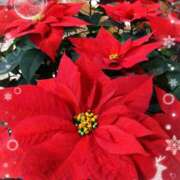 ヒメ日記 2024/12/20 00:34 投稿 藤堂　渚 プルプル人妻専門店